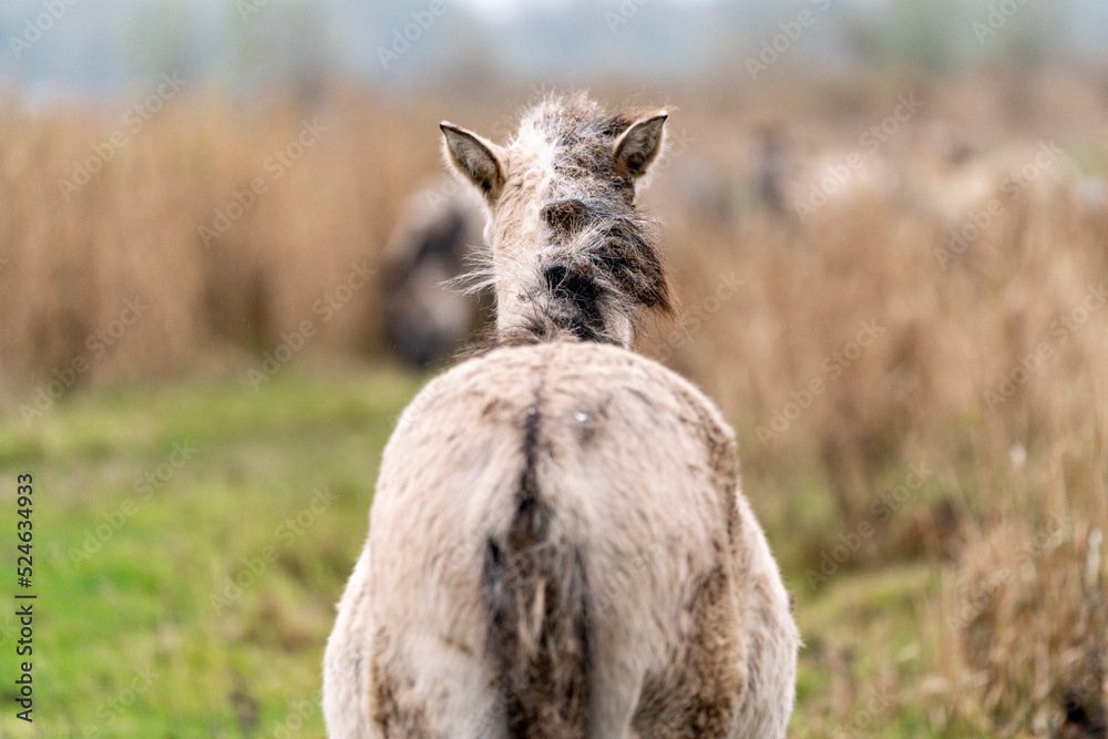 Obraz premium Konik foal in a nature reserve in The Netherlands