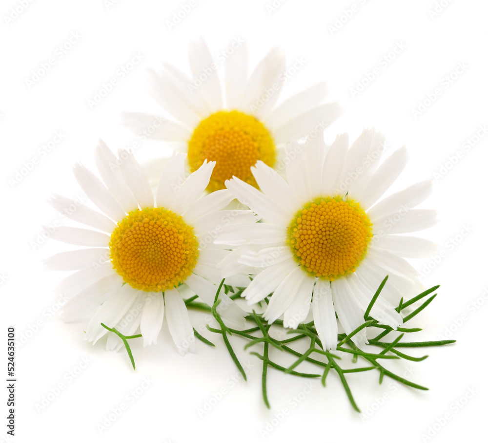 Fototapeta premium Chamomiles on white background