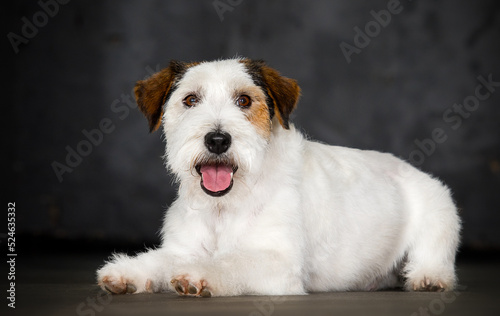 dog lies in jack russell breed studio