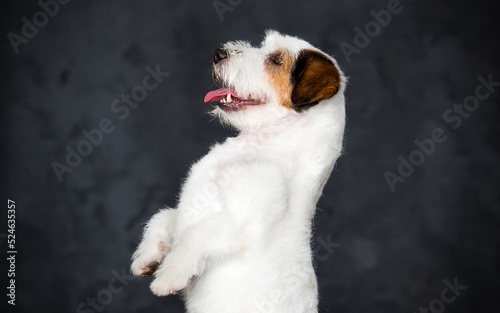 dog on hind legs asks for jack russell breed
