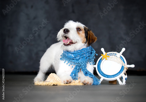 jack russell sailor dog