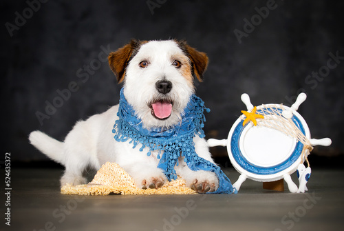 dog sailor breed jack russell in the studio