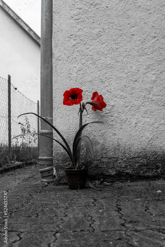 red flower in flower pot on white background choma key upright photo