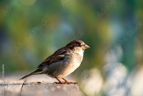 Common house sparrow, little bird