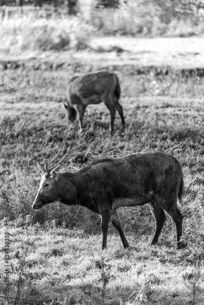 Fototapeta premium Grazing deer in a field in b&w