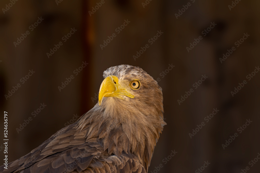 close portrait of an eagle head isolated background close portrait of an eagle head isolated background