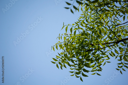 Azadirachta indica, commonly known as neem, nimtree or Indian lilac, is a tree in the mahogany family Meliaceae. Beautiful background of green neem leaves against the light blue sky. photo