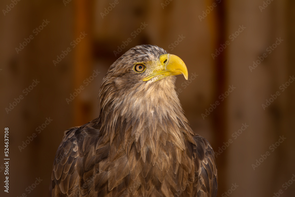 close portrait of an eagle head isolated background close portrait of an eagle head isolated background