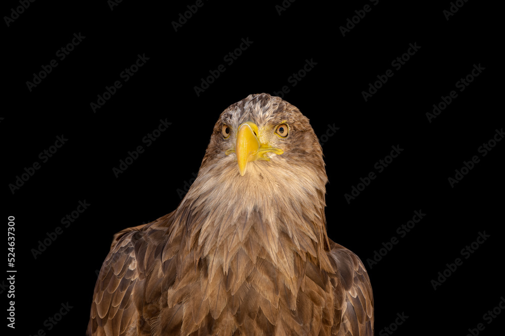 close portrait of an eagle head isolated background close portrait of an eagle head isolated background