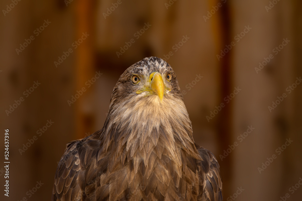 Obraz premium close portrait of an eagle head isolated background