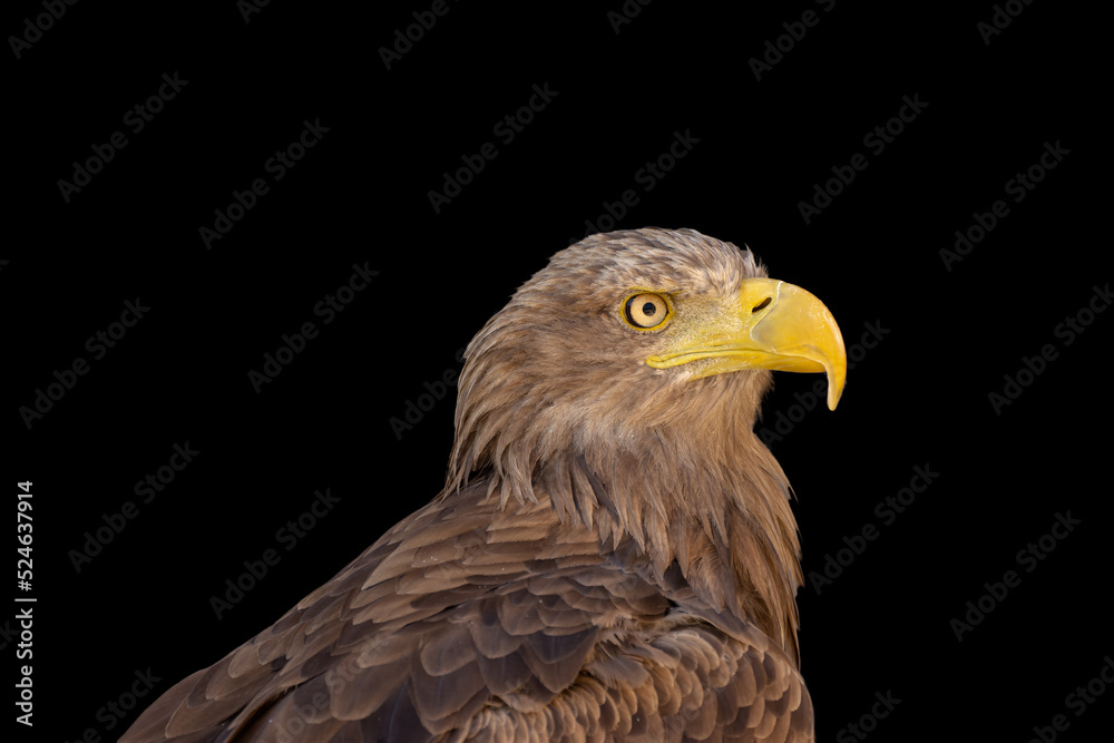 close portrait of an eagle head isolated background close portrait of an eagle head isolated background