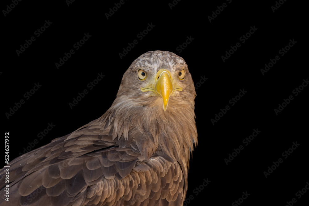 close portrait of an eagle head isolated background close portrait of an eagle head isolated background
