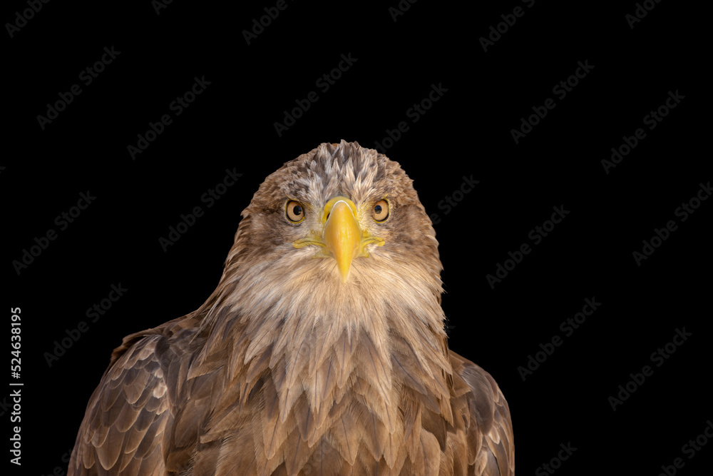 close portrait of an eagle head isolated background close portrait of an eagle head isolated background