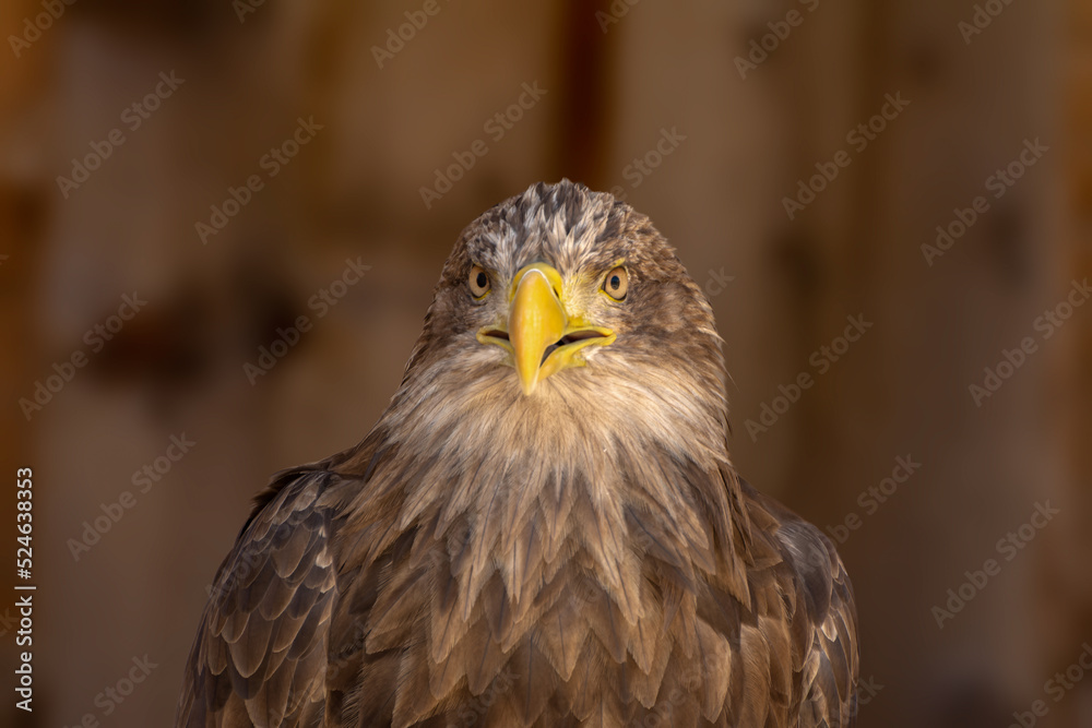 Obraz premium close portrait of an eagle head isolated background