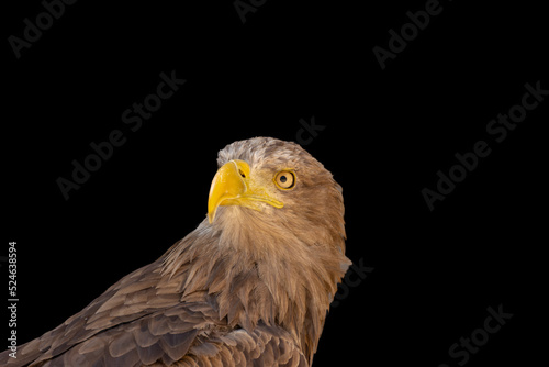 close portrait of an eagle head isolated background
