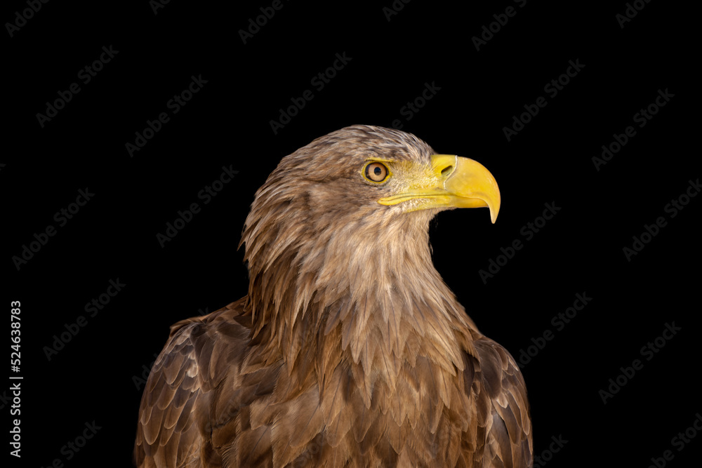close portrait of an eagle head isolated background close portrait of an eagle head isolated background