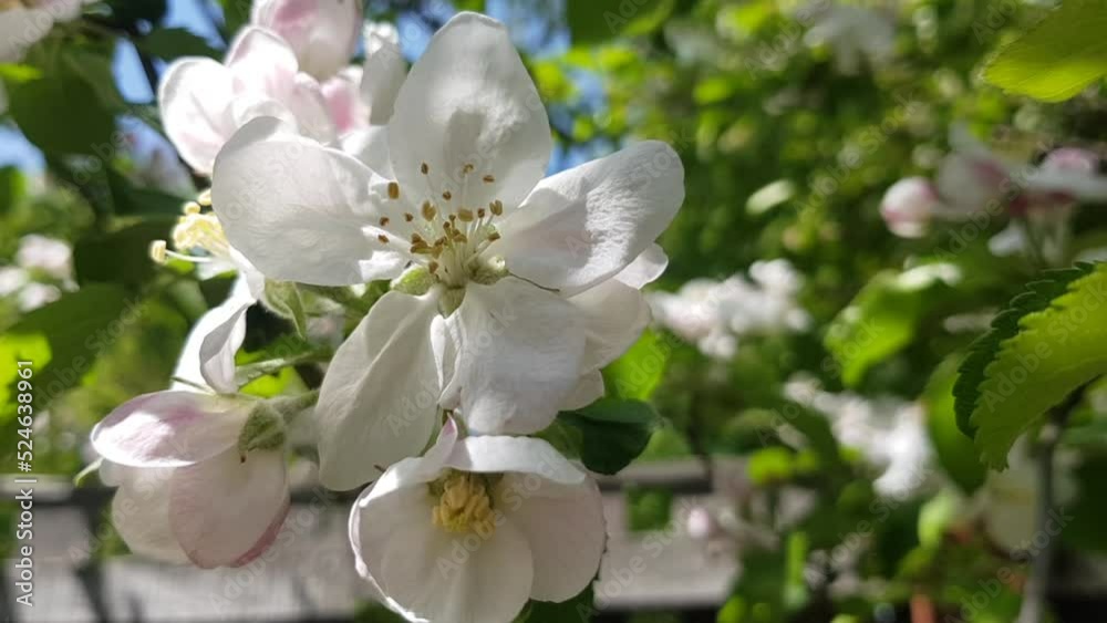 Apple tree blooms in the spring, apple blossoms Apple tree blooms in the spring, apple blossoms