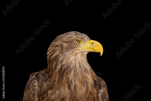 close portrait of an eagle head isolated background © klickit24