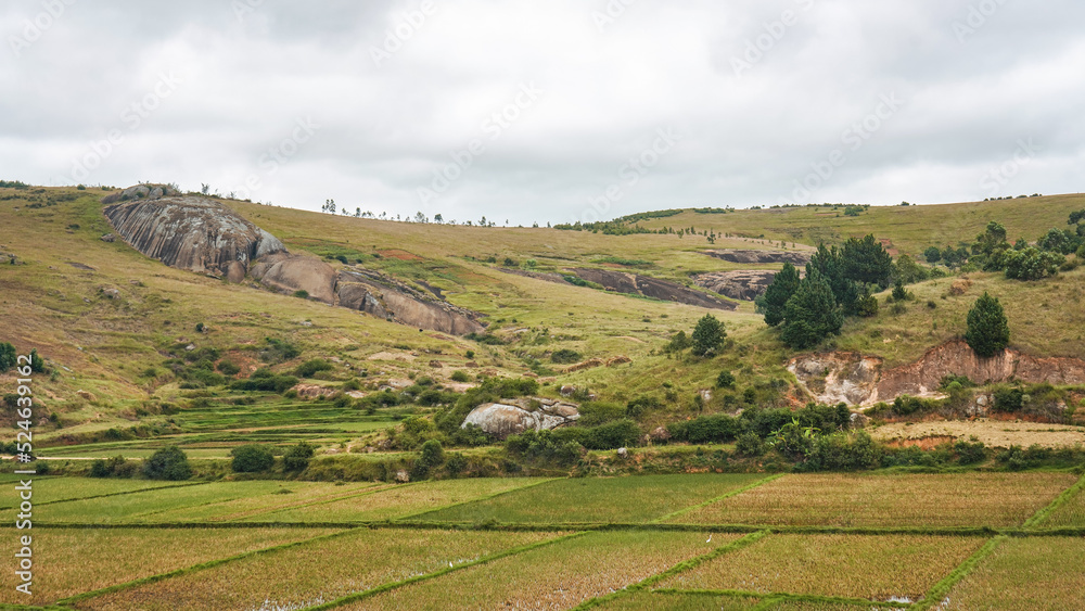 Typical Madagascar landscape - green and yellow rice terrace fields on small hills in region near Farariana