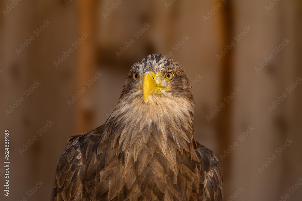 close portrait of an eagle head isolated background close portrait of an eagle head isolated background