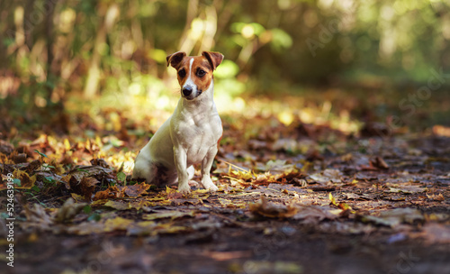 Small Jack Russell terrier sitting on forest path with yellow orange leaves in autumn  blurred trees background