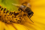 bee on a blossom of a sunflower (close up)
