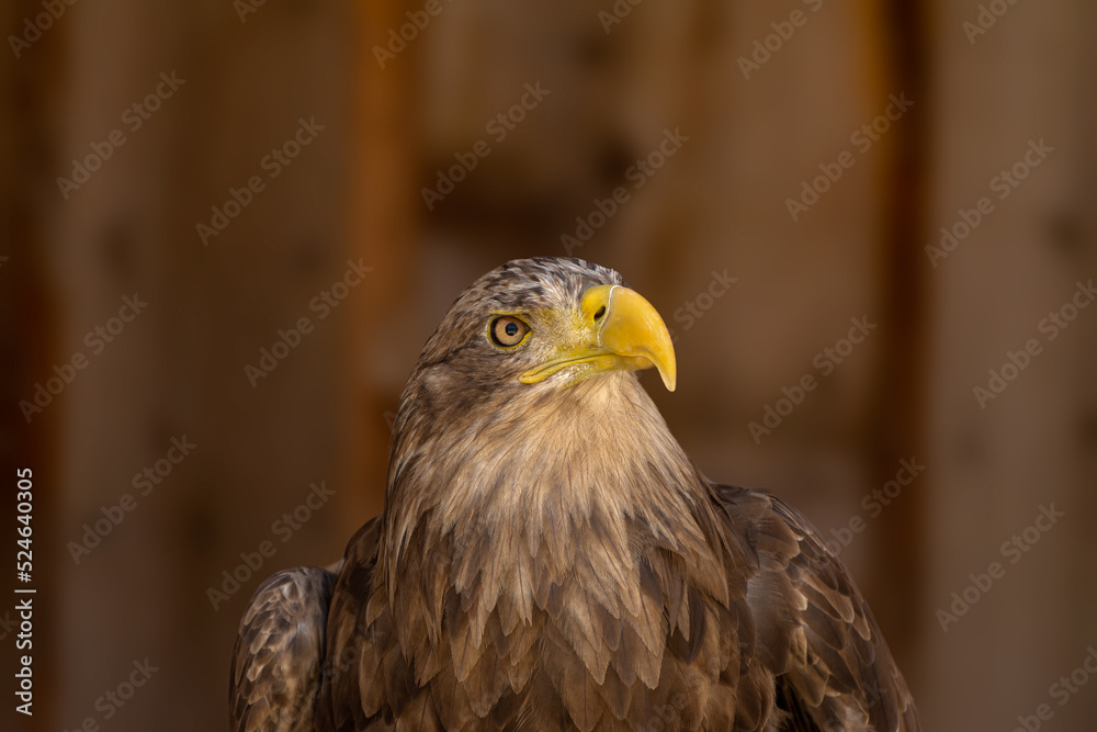 close portrait of an eagle head isolated background close portrait of an eagle head isolated background