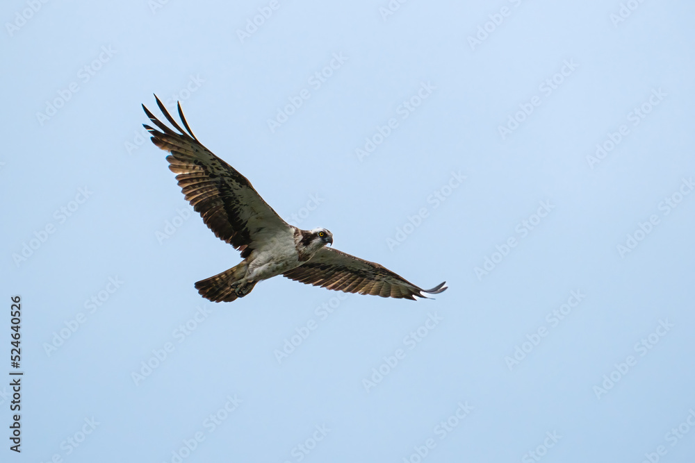 Obraz premium Fischadler im Flug