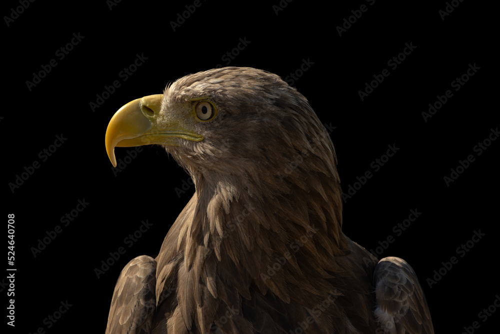 Obraz premium close portrait of an eagle head isolated background