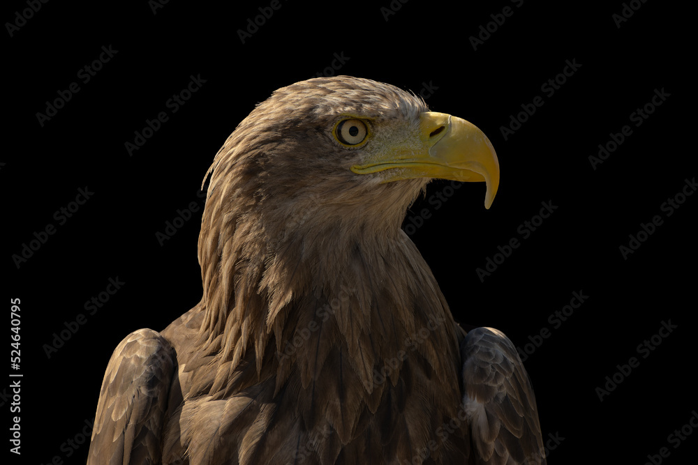 Obraz premium close portrait of an eagle head isolated background