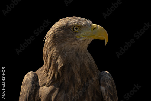 close portrait of an eagle head isolated background