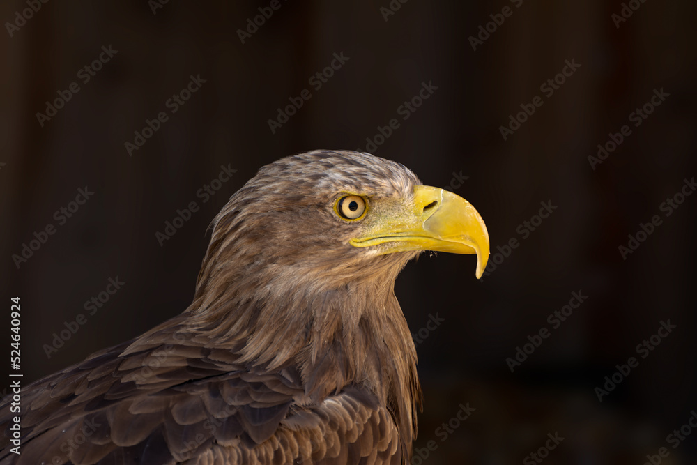 Fototapeta premium close portrait of an eagle head isolated background