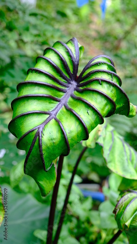 Beautiful colocasia pharaoh's mask in nature, tropical plant, big leaf, elephant ear.