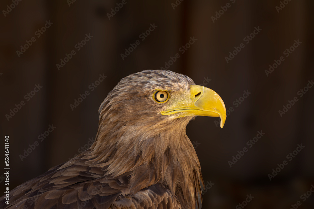 close portrait of an eagle head isolated background close portrait of an eagle head isolated background