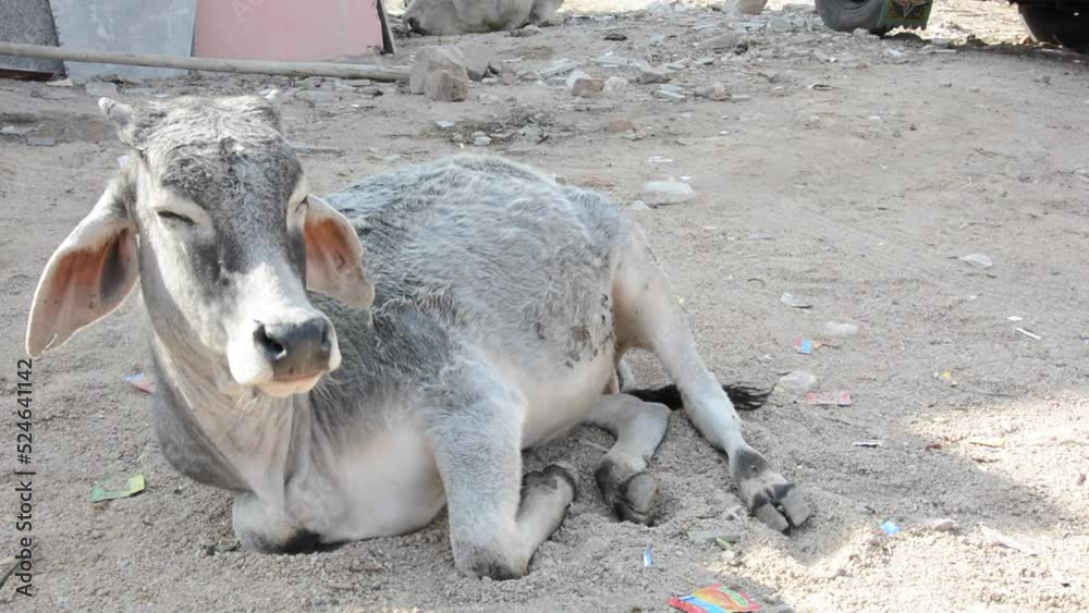 Indian Cow relaxing in field. Cow relaxing in countryside rural village town in india.
