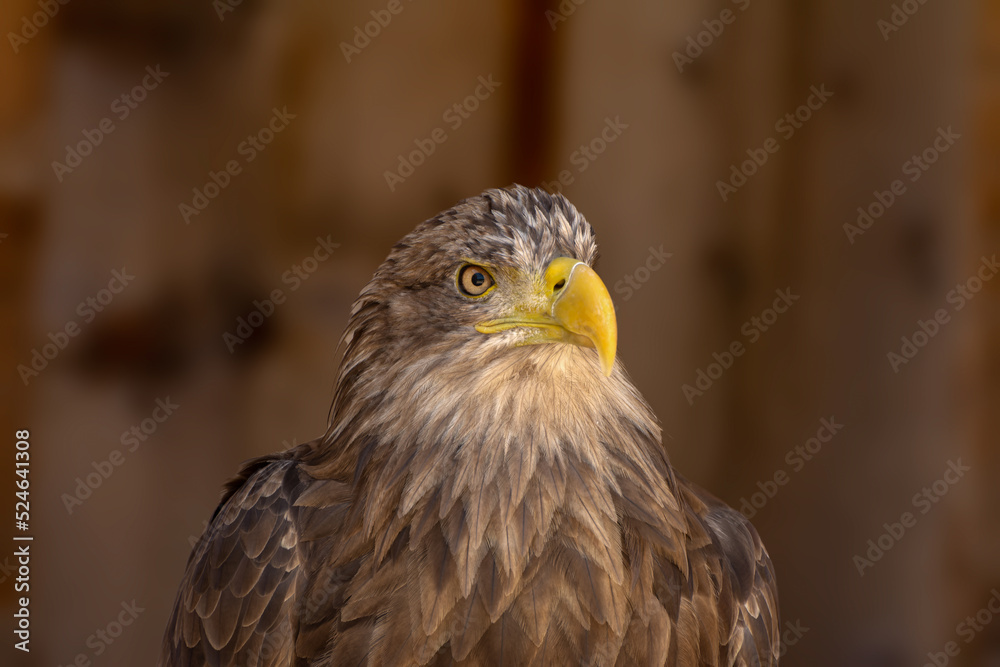 close portrait of an eagle head isolated background close portrait of an eagle head isolated background