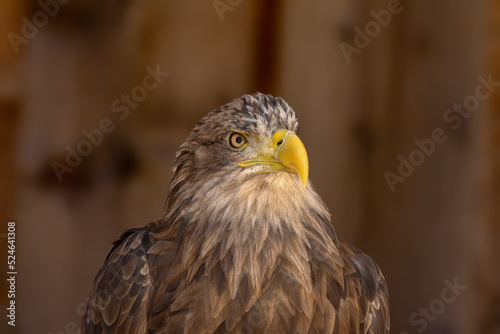 close portrait of an eagle head isolated background