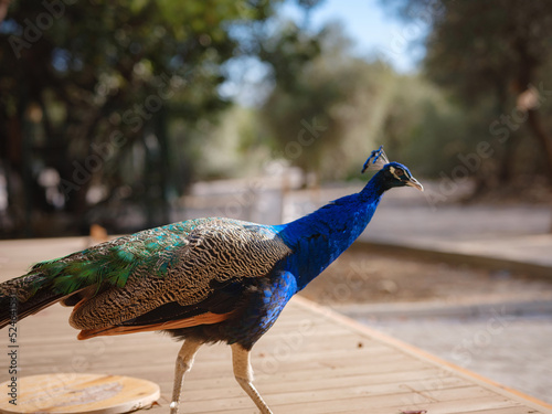 travel to Turkey, Kemer in autumn seasone. famous part of Lycian Way, Goynuk Canyon. Peacock walk trail and posing for tourists photo