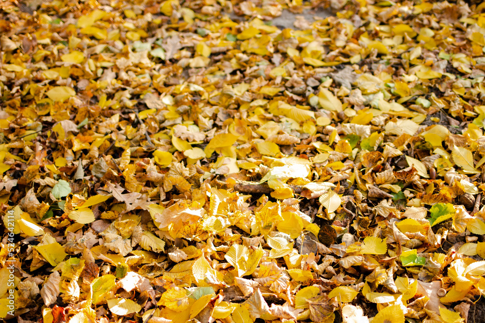 Fallen yellow and orange autumn leaves lying on the ground. Autumn Leaf Background