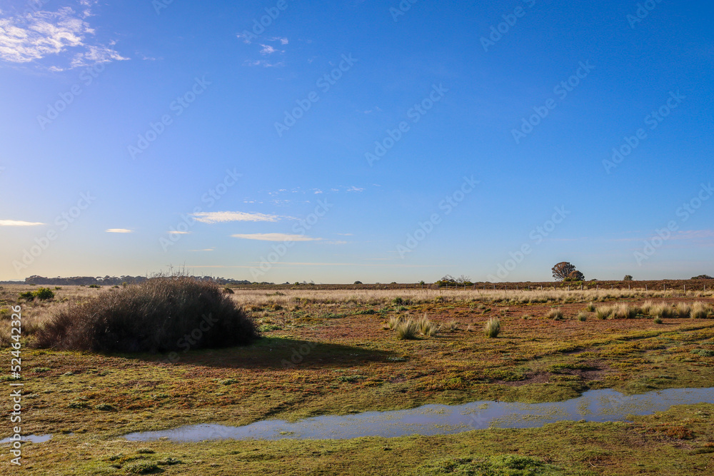 Fototapeta premium early cold morning landscape with a tree and a sky
