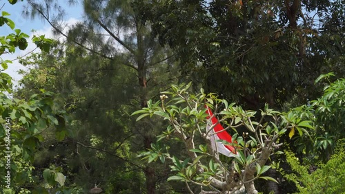 Indonesian flag among tall trees in the wind