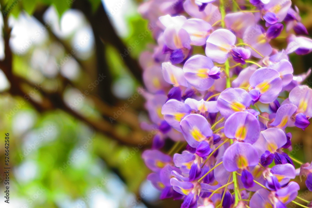 綺麗に咲いた満開の藤の花の風景1