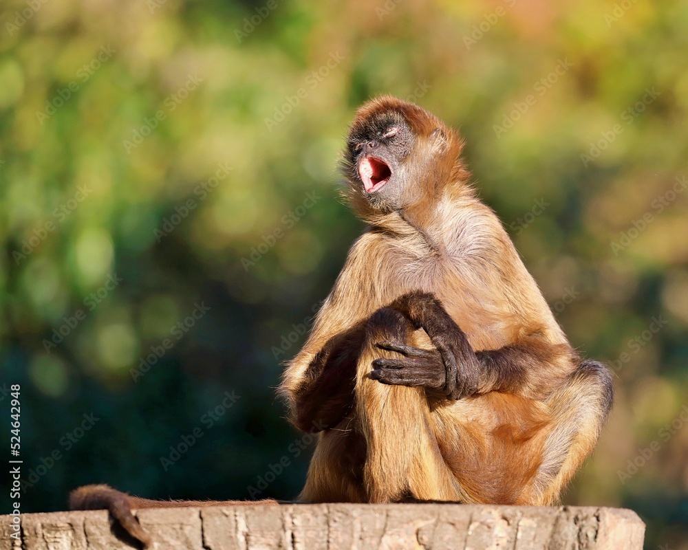 ジェフロイクモザル Images Browse 47 Stock Photos Vectors And Video Adobe Stock