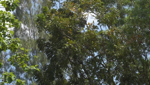tall trees blown by the wind during the day