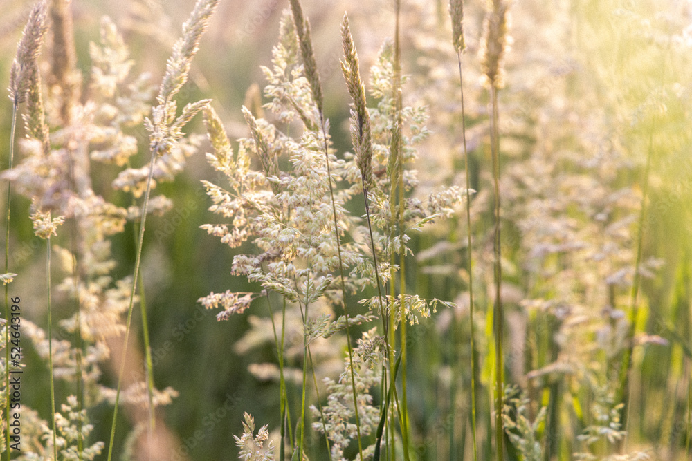Beautiful soft focused grasses and seidges on beautiful sunny day. Spikelet flowers wild meadow plants. Sweet vernal grass (Anthoxanthum odoratum) and common bent (Agrostis capillaris) in a hay meadow