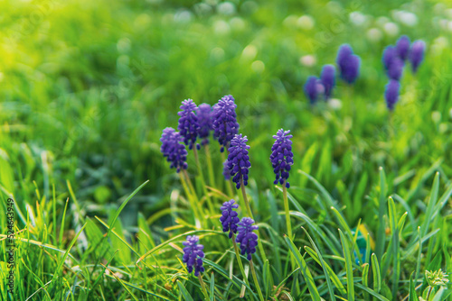 purple flowers sitting on green lawn with grass horizontal