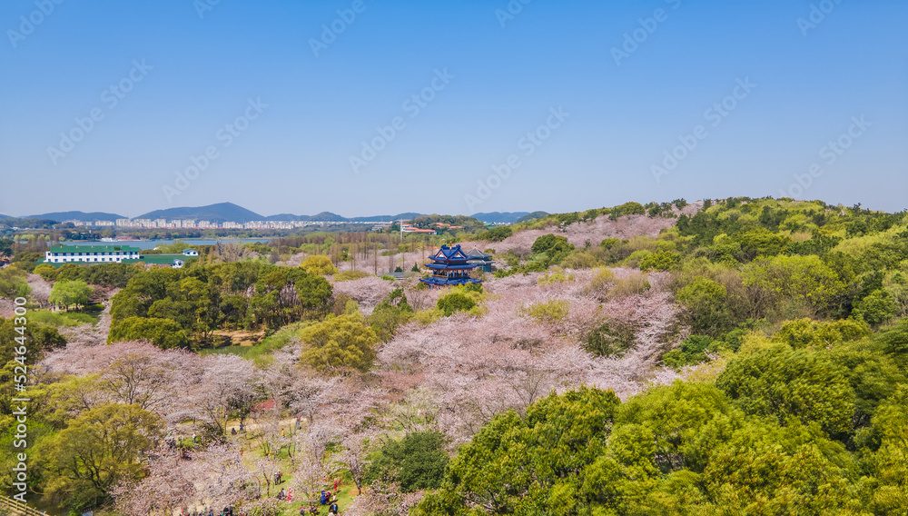 Aerial photography of Yuantouzhu scenic spot with cherry blossoms blooming in Wuxi City, Jiangsu Province, China in spring