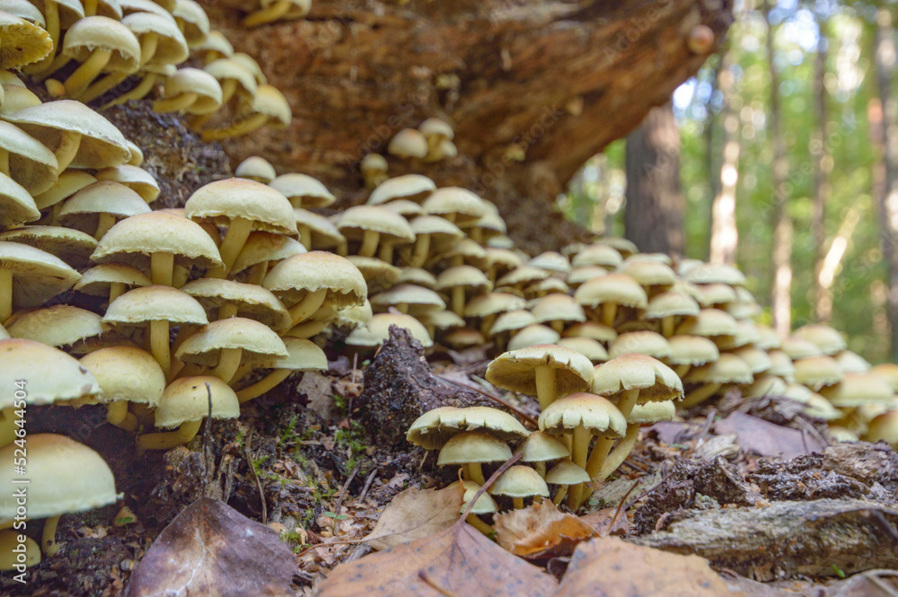 mushroom mushroom