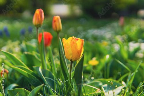 yellow orange tulip shot on lawn from side