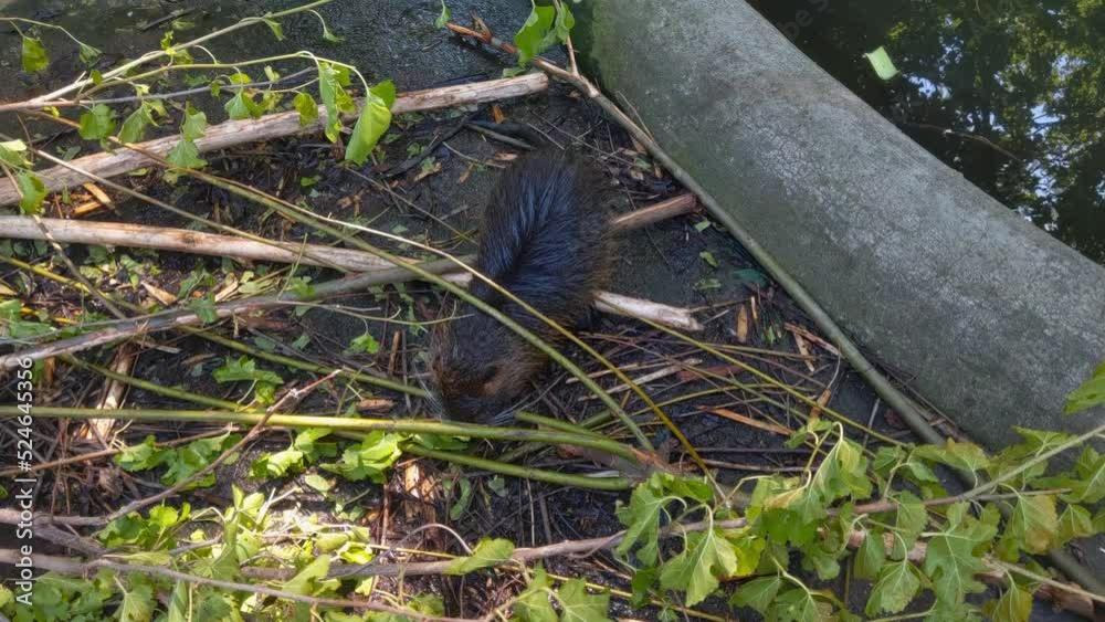Nutria eat young tree branches and bark. Wild animals. Swamp beaver or otter Nutria eat young tree branches and bark. Wild animals. Swamp beaver or otter